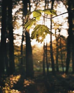 A stock photo of light coming through the leaves in the woods in fall.