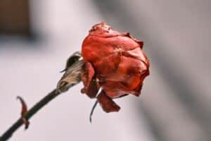 close up image of a dying rose.