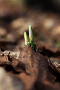 A stock photo that shows a plant bud breaking through the ground.
